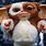 Gizmo Puppet