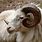 Goat Sheep Ram Animal