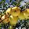 Golden Dorsett Apple Tree