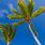 Google Palm Trees