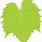 Grape Leaf Vector