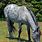 Gray Roan Horse