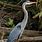 Great Blue Heron Florida