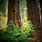 Great Redwood Forest