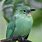 Greater Green LeafBird