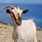 Greek Goats