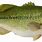 Green Bass Fish