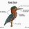 Green Heron Anatomy