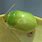 Green Leaf Beetle