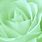 Green Rose Aesthetic