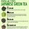 Green Tea Types