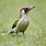 Green Woodpecker Images