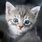 Grey Kitten Blue Eyes