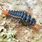 Ground Beetle Larva