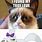 Grumpy Cat Love Meme