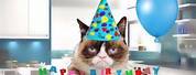 Grumpy Cat Saying Happy Birthday