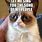 Grumpy Cat Song Memes