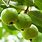 Guava Fruit Tree