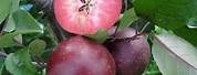 Hadley Fruit Orchards Red Flesh Apple