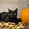 Halloween Black Cat with Pumpkin