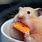 Hamster Eating Meme