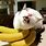 Happy Cat and Banana Cat Meme