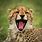 Happy Cheetah
