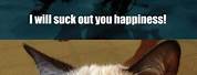 Harry Potter Funny Cat Memes Clean