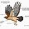 Hawk Anatomy