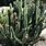 Hedge Cactus