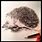 Hedgehog Pencil Drawing
