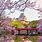 Himeji Castle in Spring