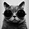 Hipster Cat iPhone Wallpaper