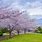 Hokkaido Cherry Blossom