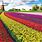 Holland Tulip Field Desktop Wallpaper