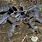 Horned Baboon Spider