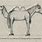 Horse Designed by Committee
