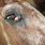 Horse Eye Cancer