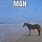 Horse Staring at Ocean Meme