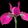 Hot Pink Iris