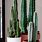 House Plant Cactus Varieties