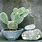 Houseplants Indoor Cactus