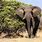 How Big Is a Elephant