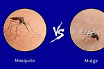 How Sharp Is a Mosquito