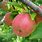 How to Grow a Gala Apple Tree