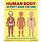 Human Body Book for Kids