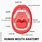 Human Body Mouth