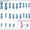 Human Chromosome 1