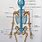Human Skeleton Back Bones