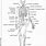 Human Skeleton Labeled Printable
